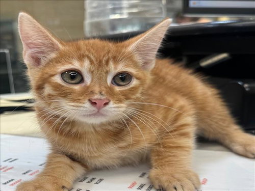 BOWSER, Baby Domestic Short Hair (medium coat), cat for adoption in Brea, California