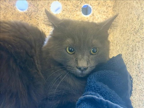 CLAWDIA, an adoptable Domestic Medium Hair in Los Angeles, CA