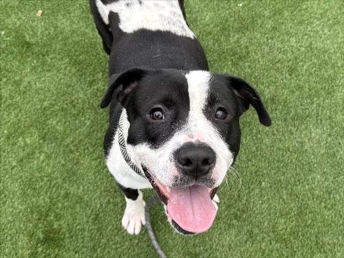 MANGO, an adoptable Mastiff in Los Angeles, CA