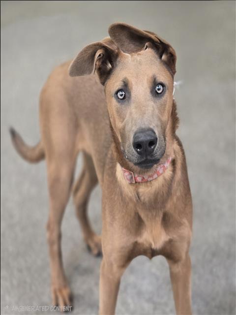 ROCKY, an adoptable Doberman Pinscher in Los Angeles, CA