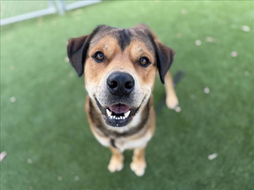 ROB, an adoptable German Shepherd Dog in Los Angeles, CA