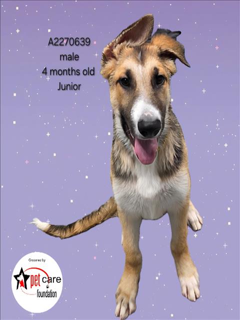 JUNIOR, an adoptable German Shepherd Dog in Los Angeles, CA