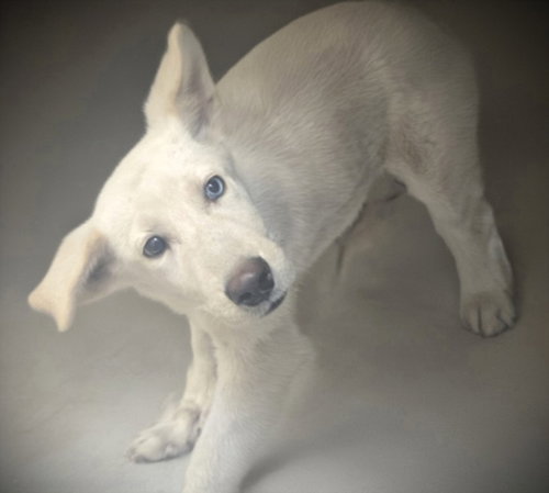 MAGIC, an adoptable Siberian Husky in Los Angeles, CA