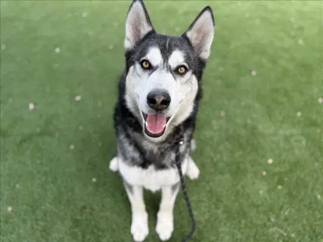 Monkey - Siberian Husky