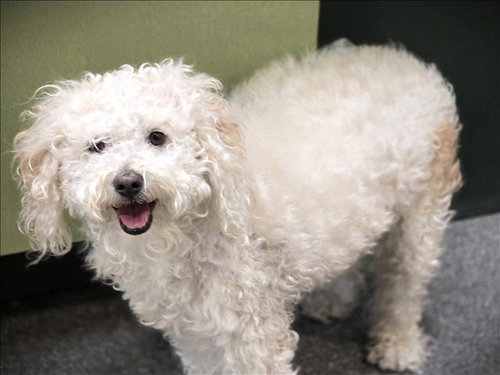 BOBO, an adoptable Maltese in Los Angeles, CA