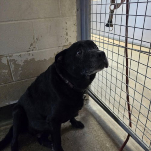 REX, an adoptable Staffordshire Bull Terrier in Los Angeles, CA