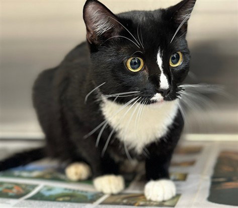 LOKI, Young Domestic Short Hair (medium coat), cat for adoption in Alhambra, California