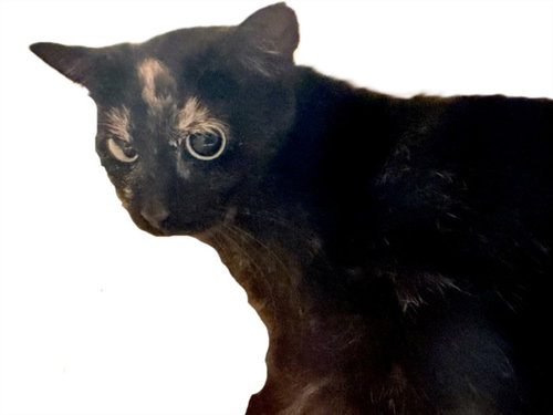 CARLIE, Adult Domestic Short Hair (medium coat), cat for adoption in Alhambra, California
