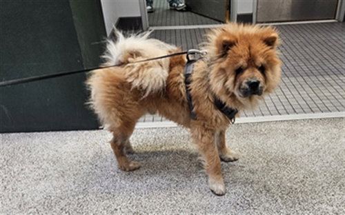 ARNOLD, an adoptable Chow Chow in Los Angeles, CA