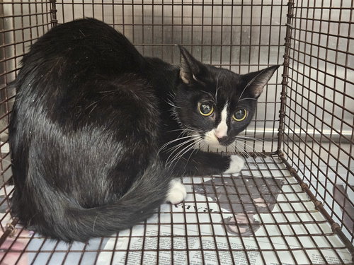 APPLESAUCE, Adult Domestic Short Hair (medium coat), cat for adoption in Alhambra, California