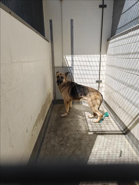 KING, an adoptable German Shepherd Dog in Los Angeles, CA
