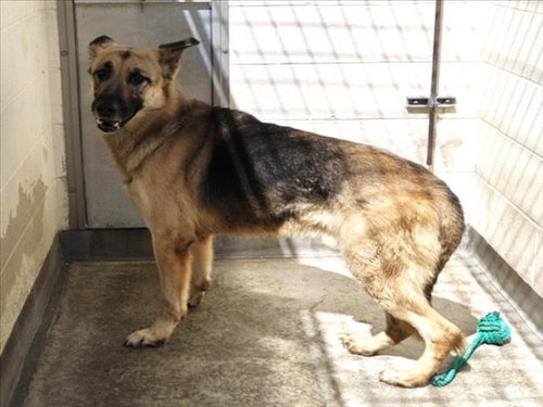 KING, an adoptable German Shepherd Dog in Los Angeles, CA