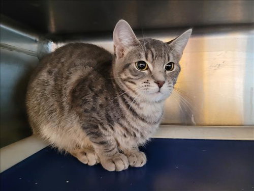 MEL, Young Domestic Short Hair (medium coat), cat for adoption in Paramount, California
