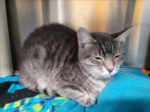 KIT, Young Domestic Short Hair (medium coat), cat for adoption in Paramount, California