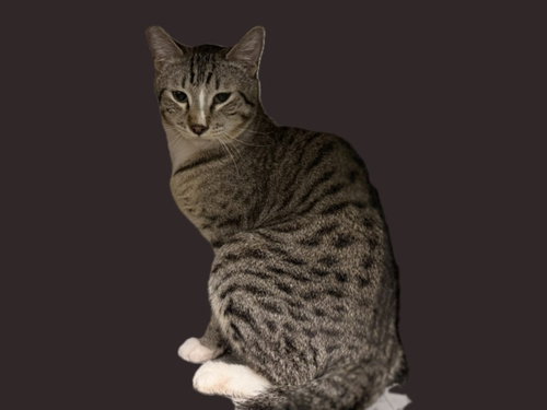 BADGER, Adult Domestic Short Hair (medium coat), cat for adoption in Alhambra, California