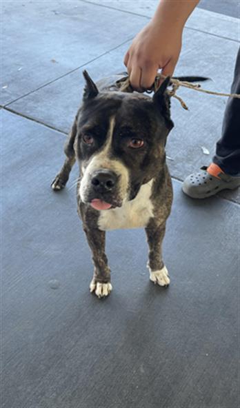LEA, an adoptable Pit Bull Terrier in Los Angeles, CA