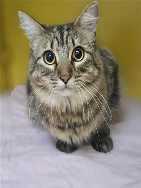 BROWNIE, Adult Domestic Medium Hair (medium coat), cat for adoption in Alhambra, California