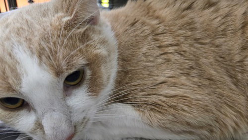 PANTHER, Young Domestic Short Hair (medium coat), cat for adoption in Paramount, California