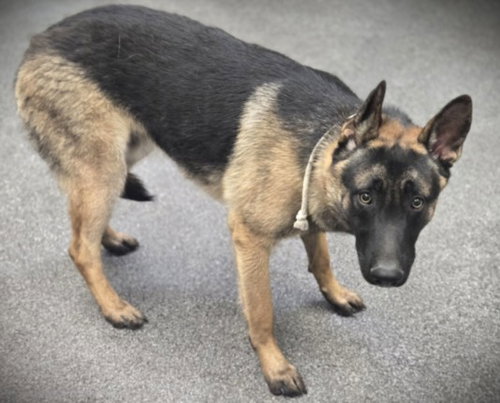 BEOWOOF, an adoptable German Shepherd Dog in Los Angeles, CA