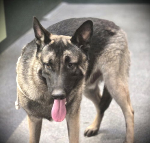 AL POOCHINO, an adoptable German Shepherd Dog in Los Angeles, CA