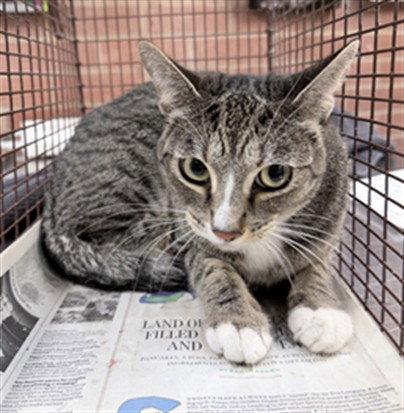 GRACE - Domestic Short Hair for adoption in Los Angeles