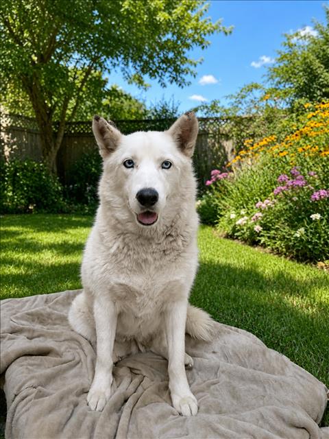 LUNA, an adoptable Siberian Husky in Los Angeles, CA