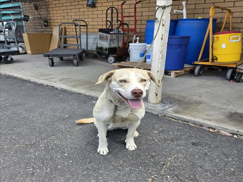 JUNO, an adoptable Labrador Retriever in Los Angeles, CA