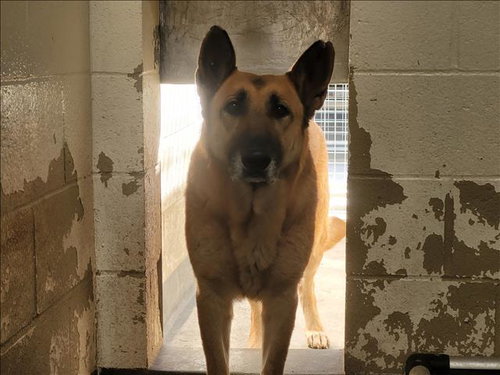 LADY - German Shepherd Dog available for adoption