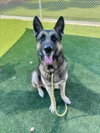 ACE - Photo 1