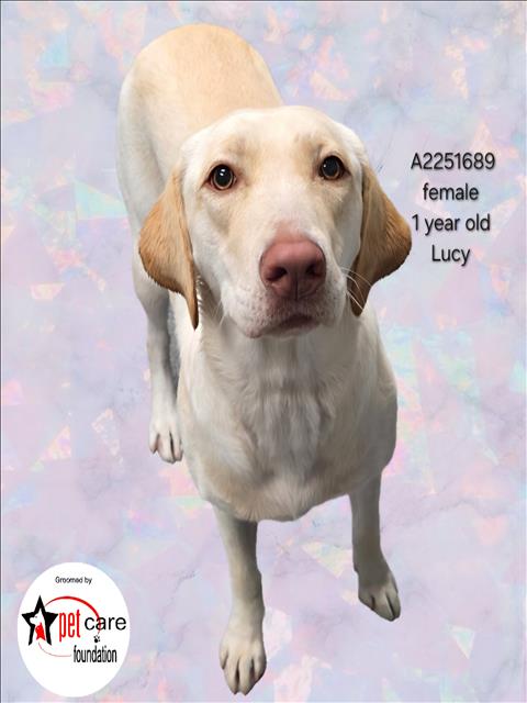 LUCY, an adoptable Labrador Retriever in Los Angeles, CA