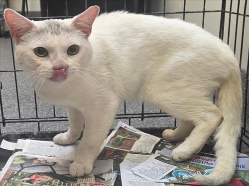 SITTLIES - Domestic Short Hair for adoption in Los Angeles