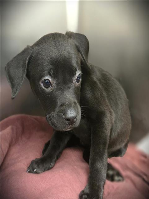 KODA - Pit Bull Terrier available for adoption