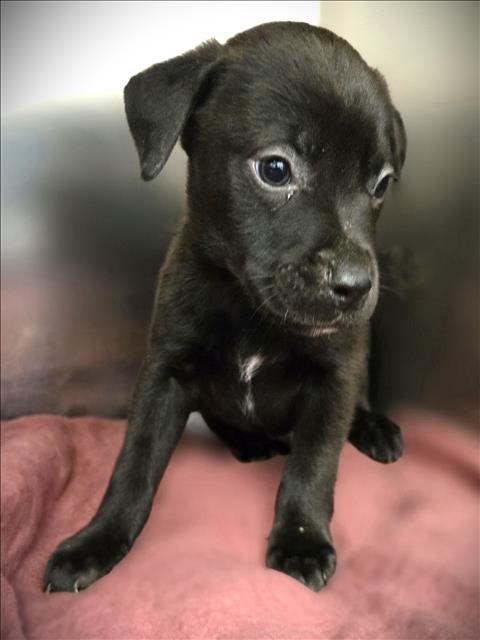 RIVER - Pit Bull Terrier available for adoption