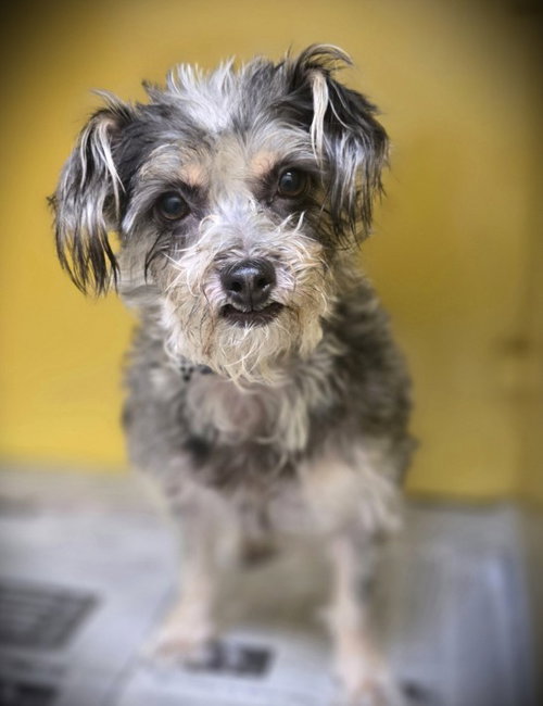 MARTIN, an adoptable Yorkshire Terrier Yorkie in Los Angeles, CA