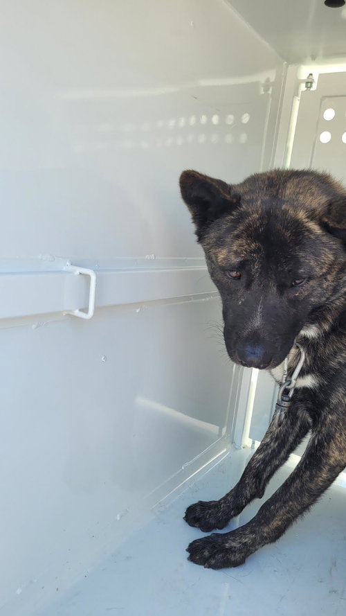 QUITA, an adoptable Akita in Los Angeles, CA