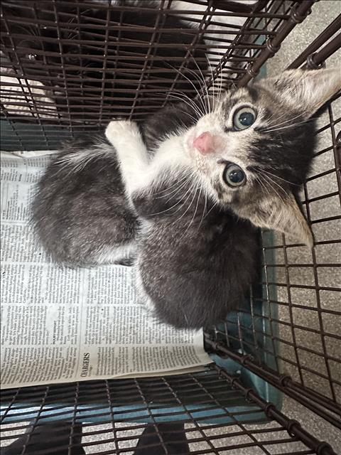 TANG, Baby Domestic Short Hair (medium coat), cat for adoption in Paramount, California