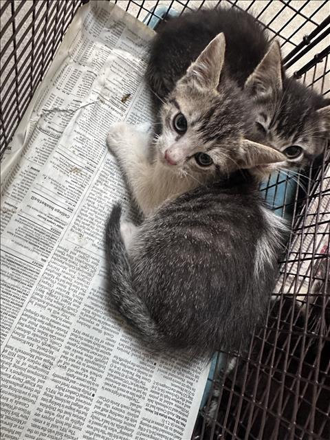 SAUCY, an adoptable Domestic Short Hair in Los Angeles, CA
