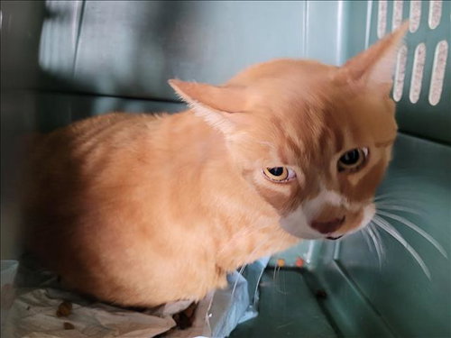 SIMBA, an adoptable Domestic Short Hair in Los Angeles, CA