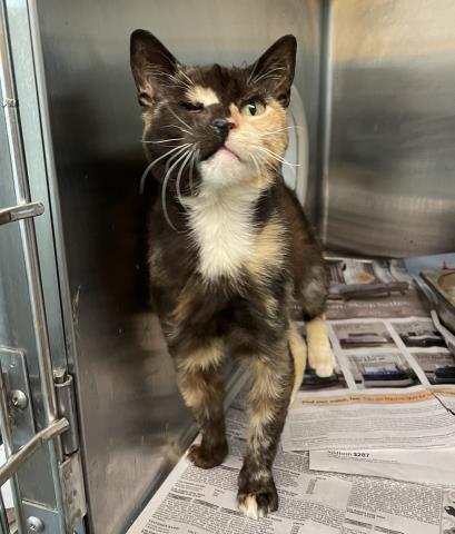 VENUS, Young Domestic Short Hair (medium coat), cat for adoption in Diamond Bar, California