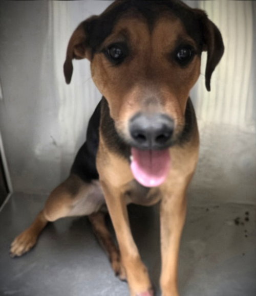 BETTY BOOP, an adoptable Doberman Pinscher in Los Angeles, CA