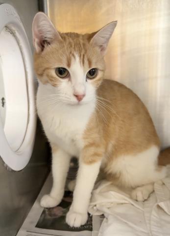 APRICOT, Adult Domestic Short Hair (medium coat), cat for adoption in Paramount, California