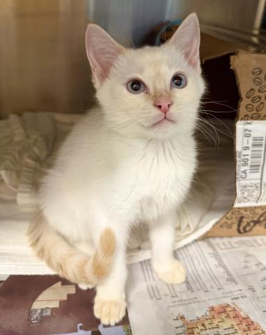 JELLO, Baby Domestic Short Hair (medium coat), cat for adoption in Paramount, California