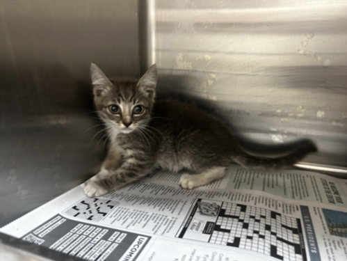 CATHERINE FLUFF BOTTOM, Baby Domestic Medium Hair (medium coat), cat for adoption in Paramount, California