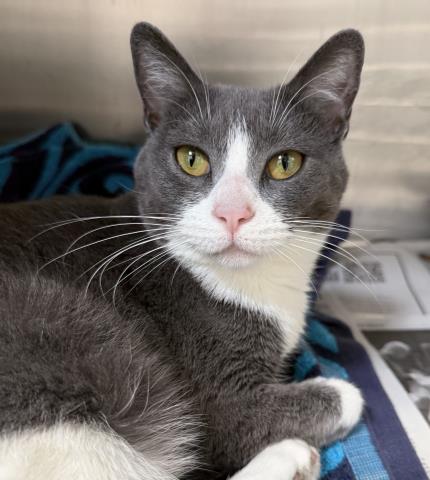 ATHENA, Adult Domestic Short Hair (medium coat), cat for adoption in Paramount, California