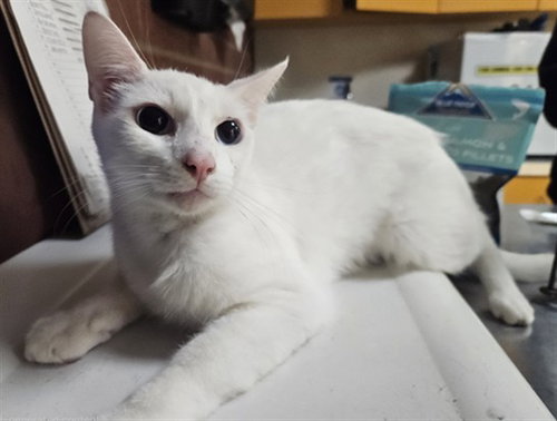 CASPER, Adult Domestic Short Hair (medium coat), cat for adoption in Paramount, California