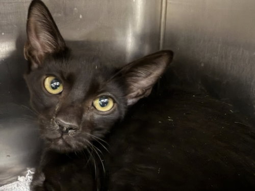BOSSY BOO, Baby Domestic Short Hair (medium coat), cat for adoption in Paramount, California