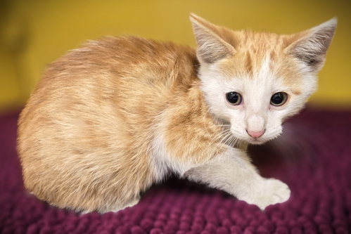 DAKOTA, Baby Domestic Short Hair (medium coat), cat for adoption in Paramount, California