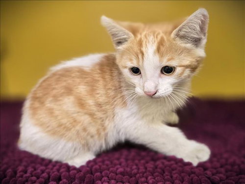 TWIZZLE, Baby Domestic Short Hair (medium coat), cat for adoption in Paramount, California