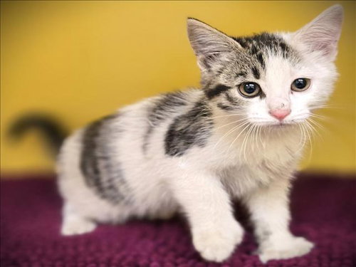 TRUFFLE, Baby Domestic Short Hair (medium coat), cat for adoption in Paramount, California