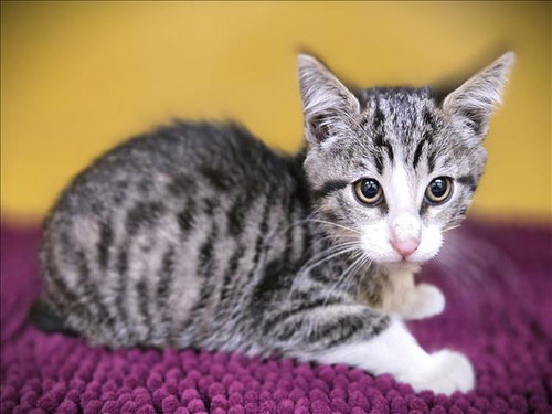 MANGO, Baby Domestic Short Hair (medium coat), cat for adoption in Paramount, California